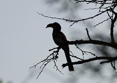 Silhouette of a Hornbill