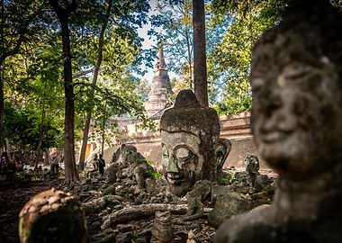 Buddha Heads in Forest