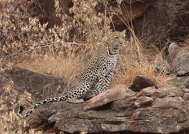 Leopard on Rocks