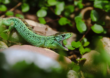 Green Lizard with Open Mouth