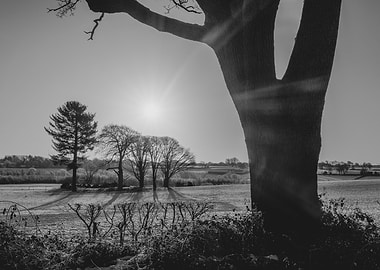 Frosty Morning Silhouetted Tree
