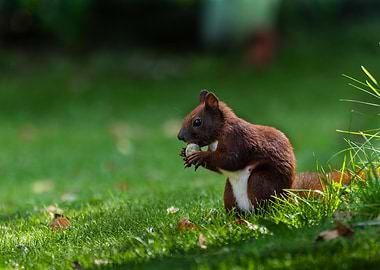 Squirrel Eating Nut