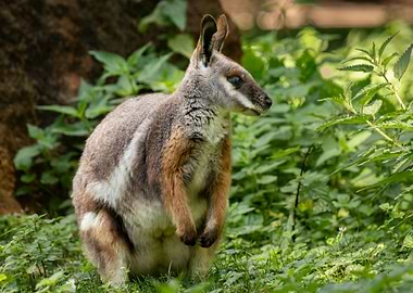Red-necked Wallaby in Forest