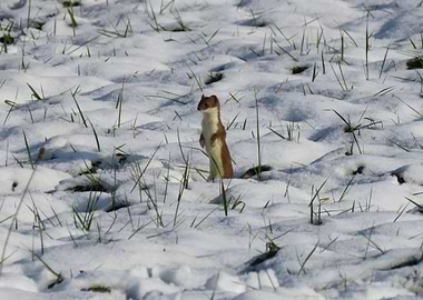 Weasel in Snowy Field