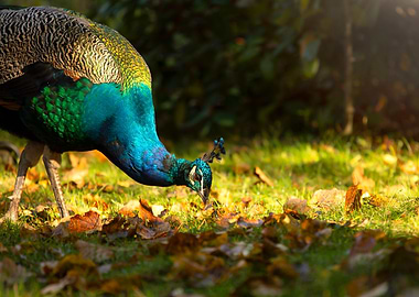 Peacock in Autumn