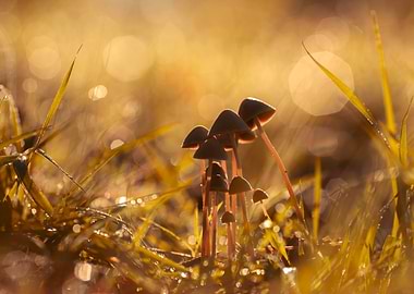 Mushrooms in Golden Light