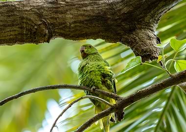 Green Parrot on Branch