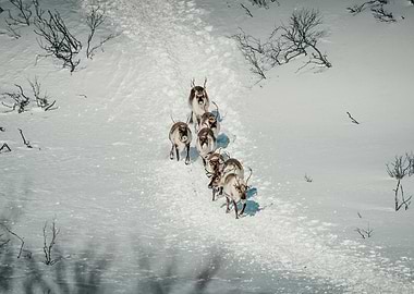 Reindeer Herd in Snow