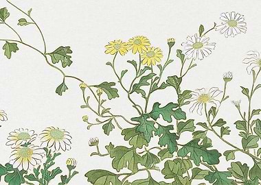 Japanese Chrysanthemum Illustration