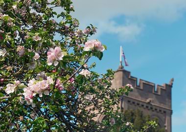 Apple Blossoms and Church