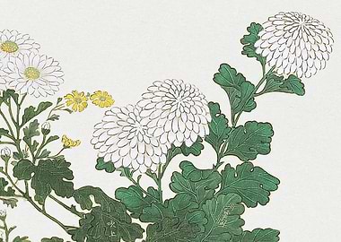 White Chrysanthemum Flowers