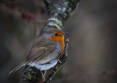Robin on Branch
