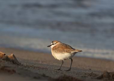 Plover on the beach