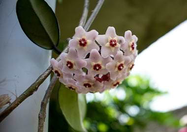 Pink Star-Shaped Flowers