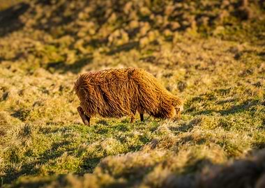 Sheep Grazing in Field