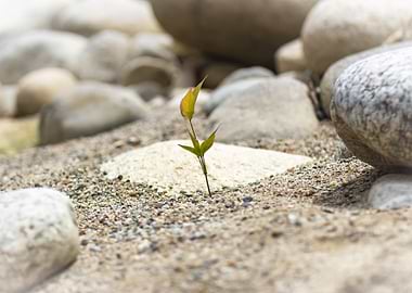 Small Plant Sprouting alone in the sand
