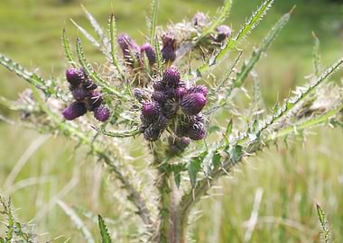 Purple Thistle Close-Up