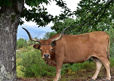 Brown Cow in a Forest