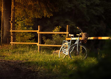 Bicycle at Sunset in a Forest