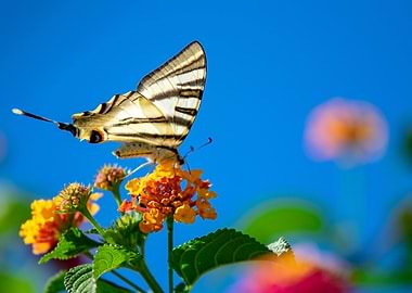 Butterfly on Flower