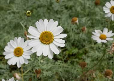White Daisies in Bloom