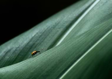 Beetle on Leaf