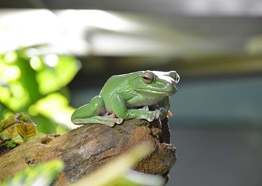 Green Tree Frog on Branch