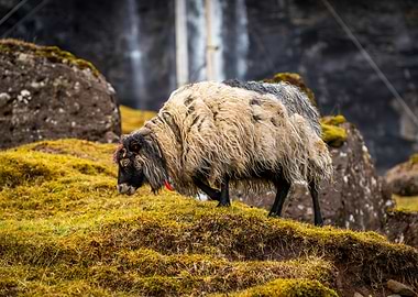 Sheep Grazing by Waterfall