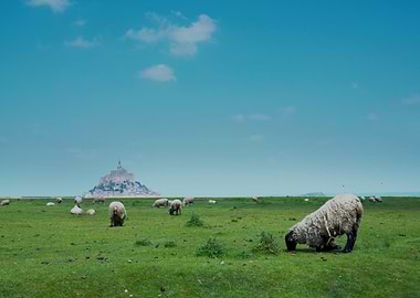 Sheep Grazing Mont Saint-Michel