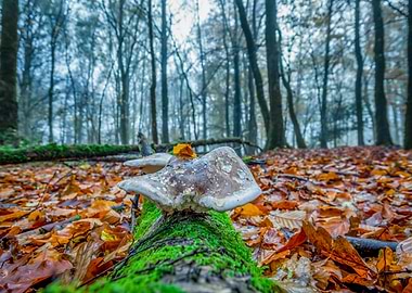 Mushroom in Autumn Forest
