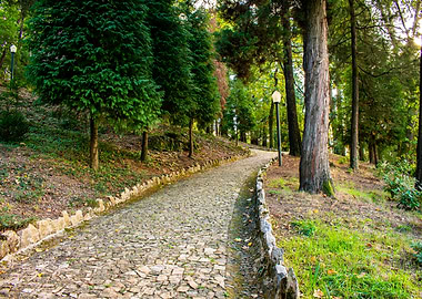 Stone Path in a Forest