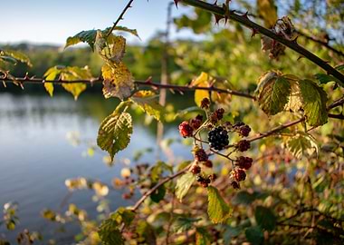 Blackberries on a Branch