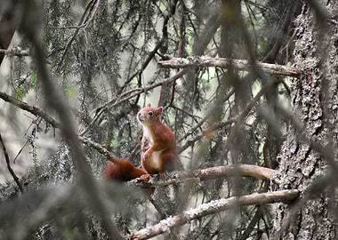 Squirrel in Tree