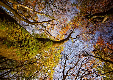 Autumn Forest Canopy