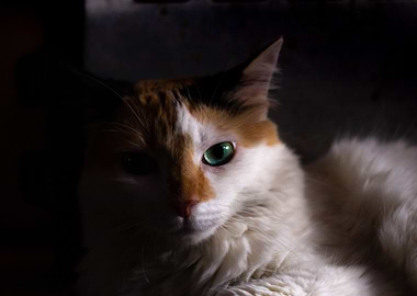Calico Cat Portrait