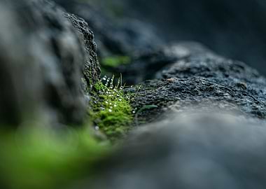 Moss and Dewdrops