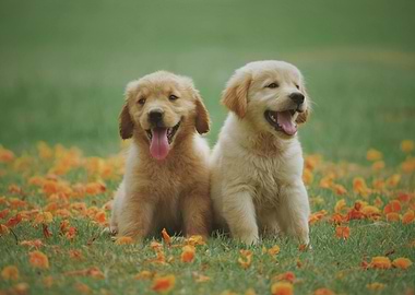 Golden Retriever Puppies
