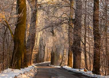 Snowy Forest Road