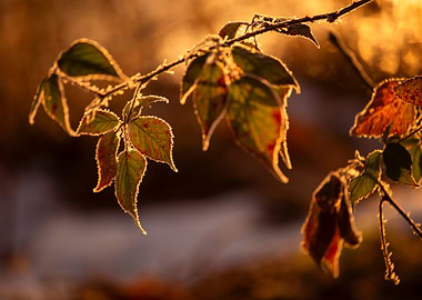 Autumn Leaves in Golden Light