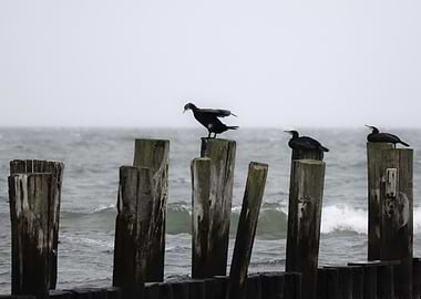 Cormorants on Wooden Posts