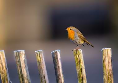 Robin on a Fence