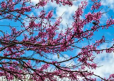Pink Blossoms Against Blue Sky