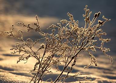 Frosty Winter Branch