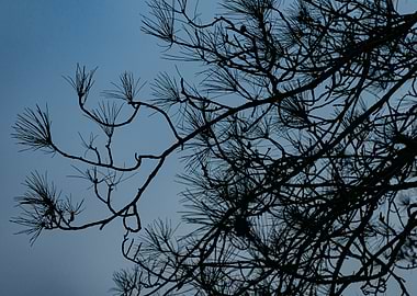 Silhouetted Pine Branches