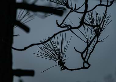 Silhouetted Pine Branch