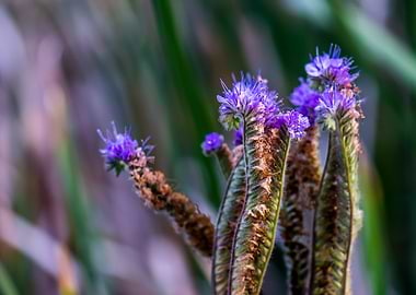 Purple Flowers in Bloom