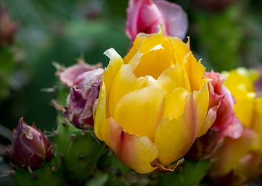 Yellow Cactus Flower