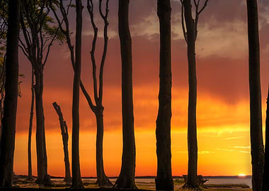 Silhouetted Trees at Sunset