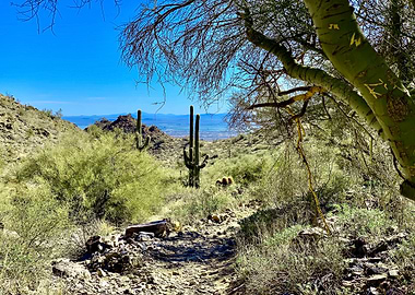 Sonoran Desert Hike