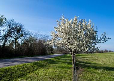 Springtime Tree in Bloom